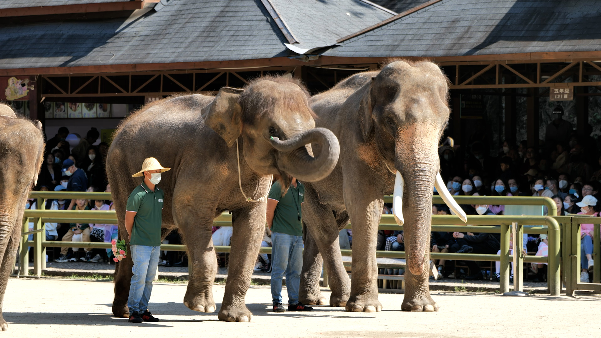 西双版纳野象谷景区宣传片