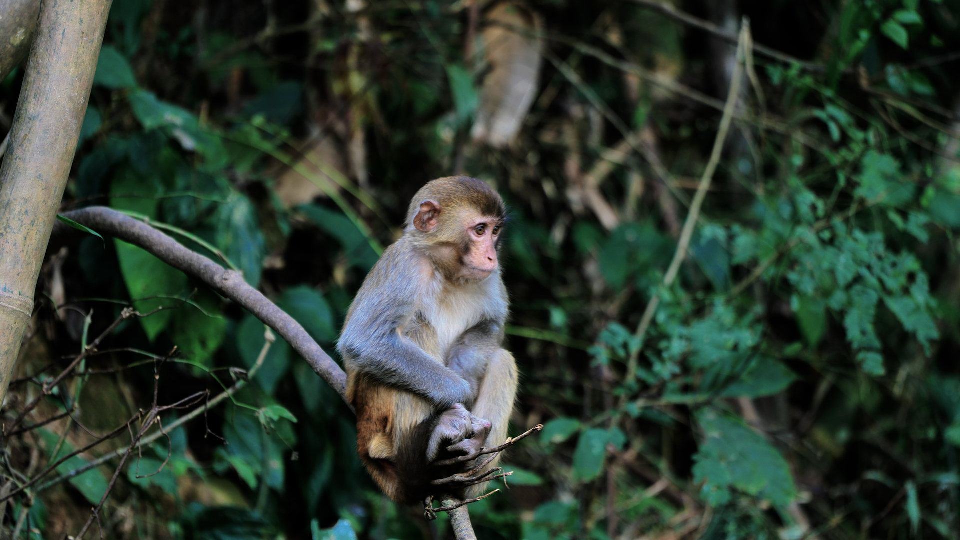 西双版纳野生动物迁徙纪录片《生命的律动》